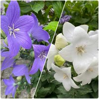 キキョウ,バーベナ,フジバカマ,ヒルガオ,散歩の画像