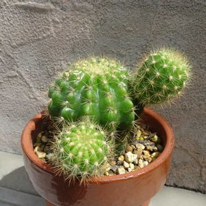 金盛丸,　エキノプシス属,多肉植物,観葉植物,ダイソーの画像