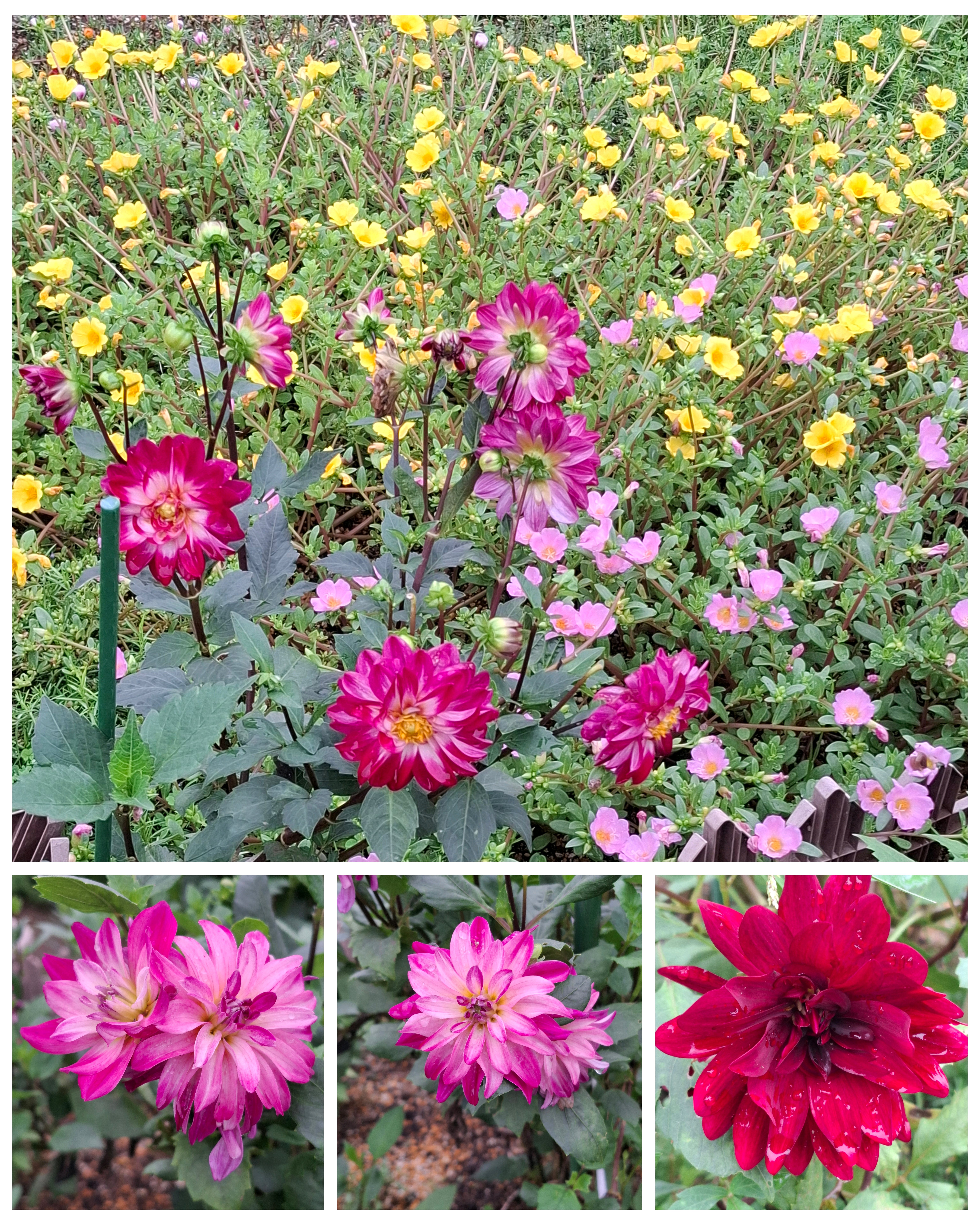 No.841 🌷花壇 可愛くしよう|🍀GreenSnap(グリーンスナップ) No.841 🌷花壇 可愛くしよう|🍀GreenSnap(グリーンスナップ)