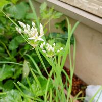 ニラの花,ニラの花,家庭菜園,ベランダの画像