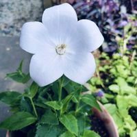 楽しみ〜,かわいい♡,ありがとう♪,元気に育ちますように,白い花♡の画像