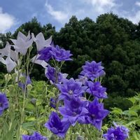 キキョウ,サワギキョウ,桔梗,桔梗(白),八重咲きキキョウの画像