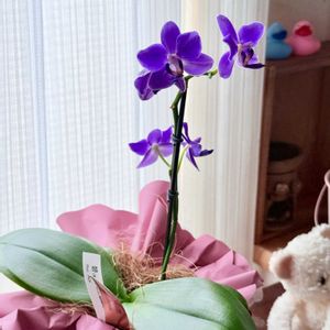 ミニ胡蝶蘭,洋ラン 碧,リビング・ダイニングの画像
