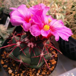 サボテンの花,多肉・サボテン,多肉植物のある暮らしの画像