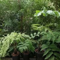 ヘゴ,シダ,観葉植物,シダ植物,ヘゴシダの画像