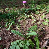アザミ,アオモリアザミ,山野草,野草,日本固有種の画像