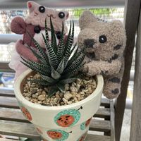 十二の巻,ベランダー,多肉女子,GS植物うちなーぐち会,まつぴよさんｿｯｸｽﾌｧﾐﾘｰ♥️の画像