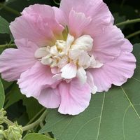 フヨウ,フヨウ,琉球アサガオ,GSの皆様に感謝♡,庭の画像