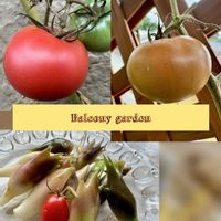 オクラ,ミニトマト,大玉トマト,ミョウガ,ベランダ菜園の画像