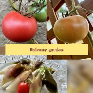 オクラ,ミニトマト,大玉トマト,ミョウガ,ベランダ菜園の画像