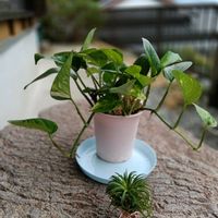 チランジア,チランジア,ポトス,ポトス,花のある暮らしの画像