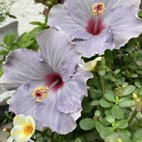 安代リンドウ　ジュエリー,ハイビスカス　ケイト,夏の花,秋の花,見切り品の画像