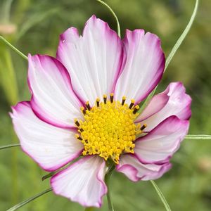 ガーデニング,花のある暮らし,ナチュラルスタイル,おうち園芸,庭の画像
