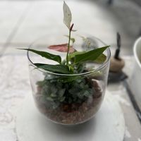 シンゴニウム,アンスリウム リリー,フィットニア ホワイトエンジェル,寄せ植え,テラリウムの画像