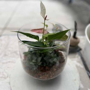 シンゴニウム,アンスリウム リリー,フィットニア ホワイトエンジェル,寄せ植え,テラリウムの画像
