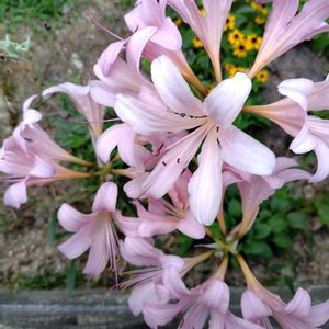 キツネノカミソリ,ナツズイセン,百合,球根植物,雑草の画像