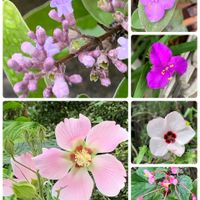 キュンキュン乙女倶楽部,うどん県人会,キュンキュン乙女倶楽部No.192,我が家のお花達❣️,われら17年組の画像