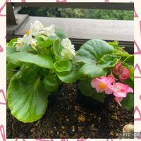 べコ二ア,ベランダガーデニングの画像