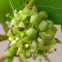 カクレミノ,樹木,植え込み,木に咲く花,歩道脇の画像
