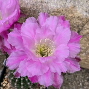 サボテン,花サボテン,多肉植物,サボテンの花,ピンクの花の画像