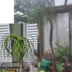 ガマ,柚子,柚子,トックリラン,トックリランの画像