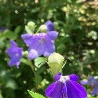 キキョウ,ゼフィランサス,レインリリー,桔梗,ミニ薔薇♡の画像