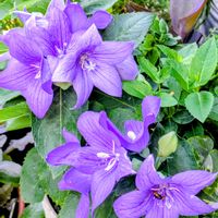 カンナ,ハイビスカス,꒰ღ˘◡˘ற꒱かわゅ~,花のある暮らし,今日のお花の画像