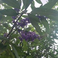 セイヨウニンジンボクの画像