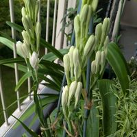 チューベローズ,花のある暮らし,白・しろ・ホワイト,ベランダの画像