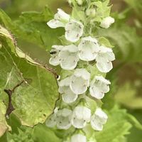 シソ,シソ,青紫蘇,開花,可愛いの画像