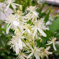 仙人草（センニンソウ）,パンダ芙蓉,癒し,繋がりに感謝,ほっこり笑顔にの画像