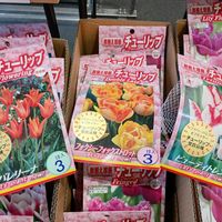 チューリップ,チューリップ球根の画像
