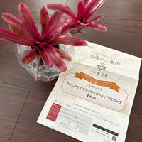  ネオレゲリア,ネオレゲリア ファイヤーボール バリエガータ,観葉植物,ブロメリア,タンクブロメリアの画像