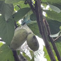 ポポーの画像