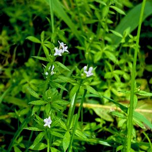 ハナヤエムグラ,小さな花,雑草,山野草,自生の画像