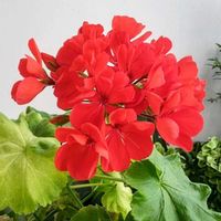 ゼラニウム,ローズマリー,柚子の実,柚子の木,シジミチョウの画像