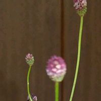 ワレモコウの画像