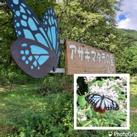 フジバカマ,アサギマダラ,お出掛け先,おでかけ先,渡り蝶アサギマダラの画像
