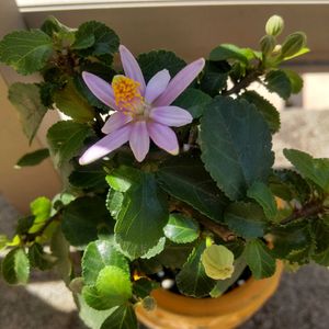睡蓮木,ミニ盆栽,ミッチの会の画像