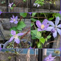 アスター,ハマゴウ,クレマチス アラベラ,土曜日は紫の花の画像