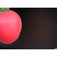 トマト,広い庭の画像