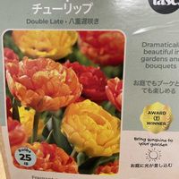 チューリップ,エリナの画像