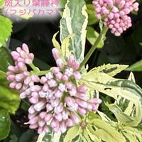 サフラン,ハイビスカス,白粉花,孫のペットクレヨン君,斑入り葉藤袴の画像