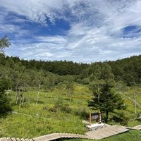 サワギキョウ,ツリガネニンジン,山野草,キキョウ科,入笠山の画像