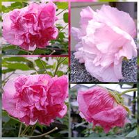 ライム,友禅菊,酔芙蓉(スイフヨウ),黄花秋桜（きばなこすもす）,秋名菊白の画像