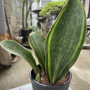 サンセベリア マッソニアーナ,サンセベリア,観葉植物,植え替え,成長記録の画像