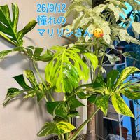 モンステラ,フィロデンドロン,フィロデンドロンナロー,モンステラ デリシオーサ イエローマリリン,癒しの空間の画像