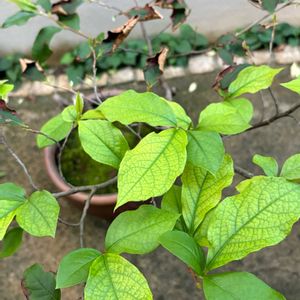 ナツツバキ,芽吹き,半日陰,葉っぱ好き,葉脈フェチの画像