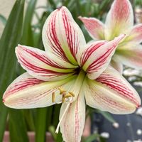 アマリリス,癒し,花のある暮らし,植物のある暮らし,アマリリス♪の画像