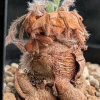 ペラルゴニウム・アッペンディクラツム,多肉植物,コーデックス,珍奇植物,my succulentの画像